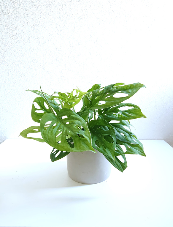 ○数量限定○新作○ モンステラの人気種 ”マドカズラ アッシュグレー鉢