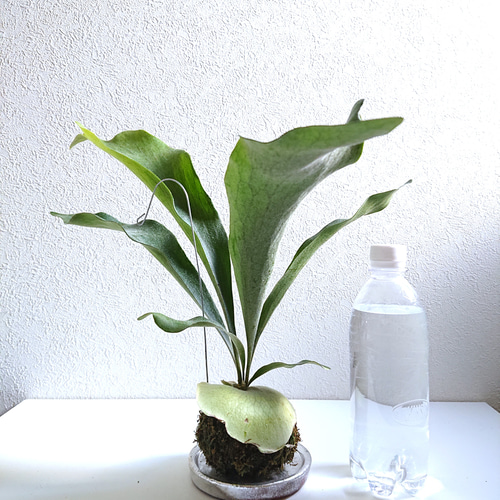 ○数量限定○ ※厳選フォルム ”コウモリランの苔玉 ワイヤー吊り玉