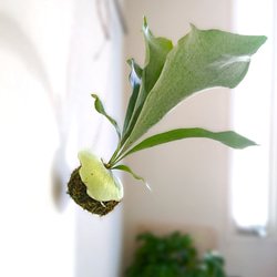 ●数量限定●　※厳選フォルム　”コウモリランの苔玉　ワイヤー吊り玉”　観葉植物　おしゃれ　インテリア　壁掛け　ビカクシダ 1枚目の画像