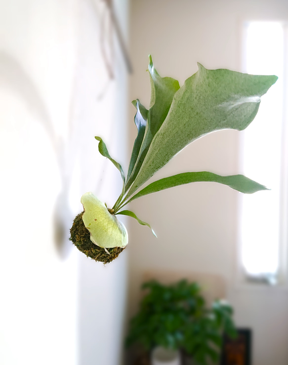 ●数量限定●　※厳選フォルム　”コウモリランの苔玉　ワイヤー吊り玉”　観葉植物　おしゃれ　インテリア　壁掛け　ビカクシダ 1枚目の画像