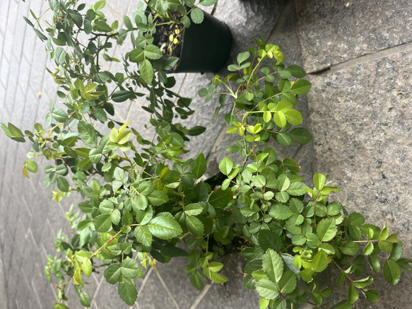 SALE 送料無料　3ポット　グリーンアイスマカロンカラーミニバラ選べるポット数　ガーリー植物 7枚目の画像