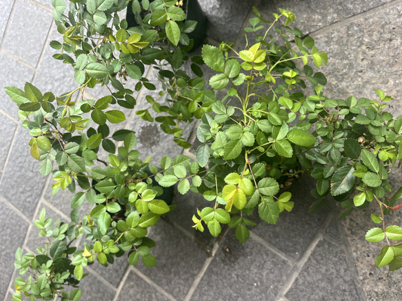 SALE 送料無料　3ポット　グリーンアイスマカロンカラーミニバラ選べるポット数　ガーリー植物 9枚目の画像