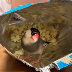 〔ピルケース〕おしゃれでかわいい！持ち運びしやすい外国切手のケース（ポーランド文鳥たち）ラッピング無料！プレゼントにも 16枚目の画像