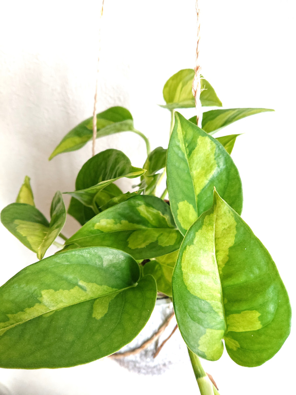 ●数量限定●美しい迷彩　”ポトス　グローバルグリーン　ハンギングプランターセット（ヤシの実/ホワイトグレー）"　観葉植物 4枚目の画像