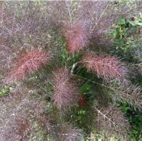 ブロンズフェンネル 種 20粒 その他素材 mofrin 通販｜Creema(クリーマ  