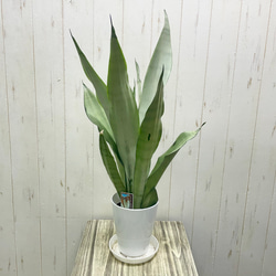 ライオン持ち手の緑色花瓶 decorplus_zfp0384-201
