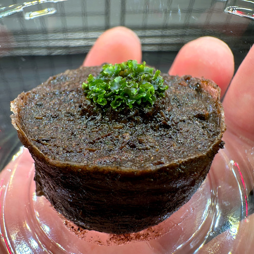 週末限定プレミアムSALE開催中】Willinckii OMG前葉体胞子体 ⑧ その他  