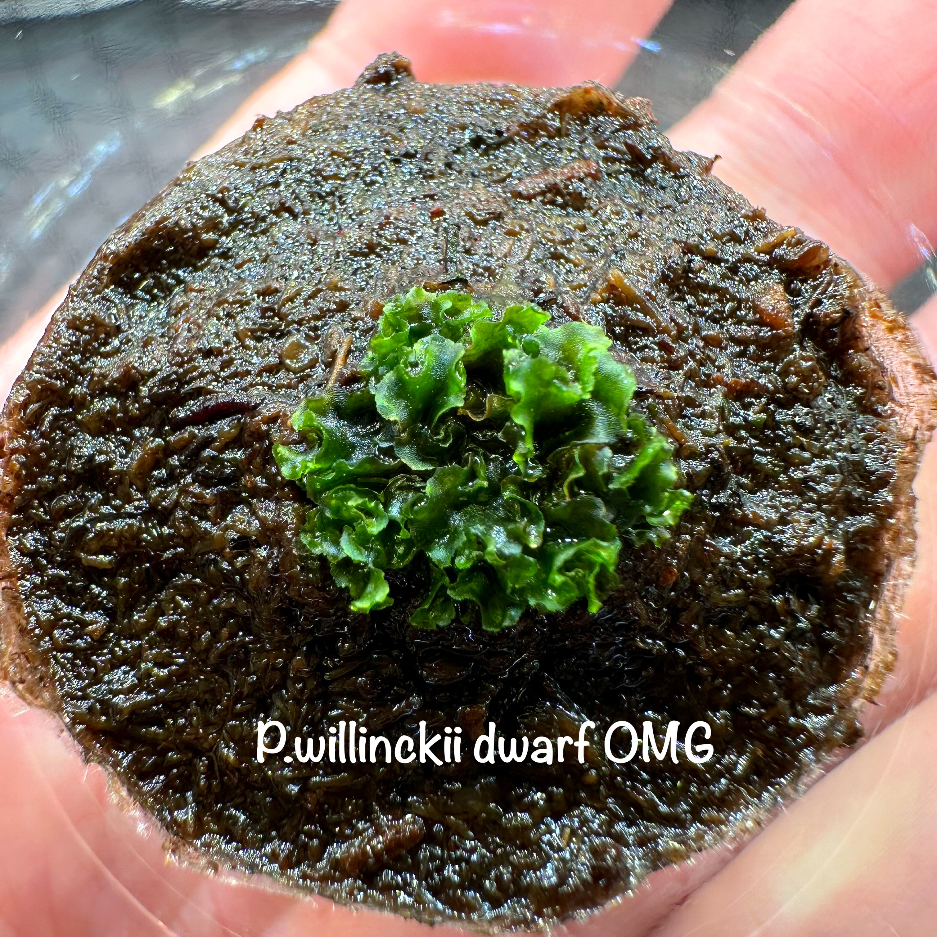 P. willinckii OMG 胞子体前葉体S2｜P. willinckii OMG 胞子体前葉体