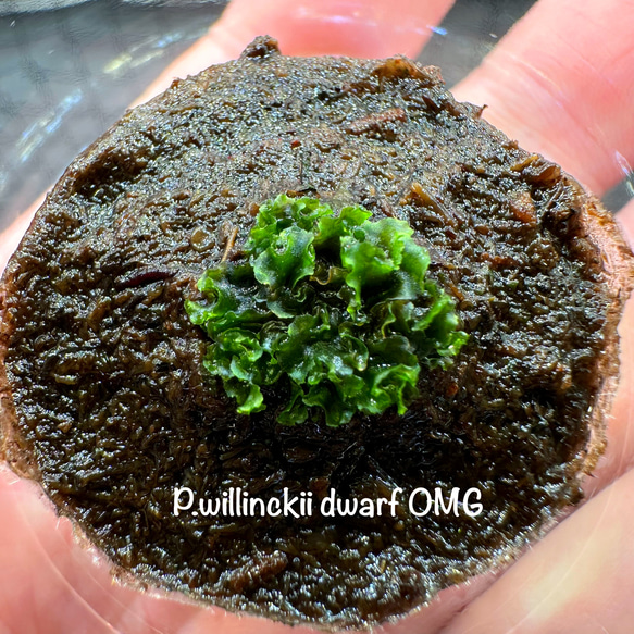 週末限定プレミアムSALE開催中】Willinckii OMG前葉体胞子体 ⑧ その他  