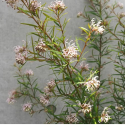 ゲラニウム サマースノー 1ポット その他素材 mofrin 通販｜Creema  