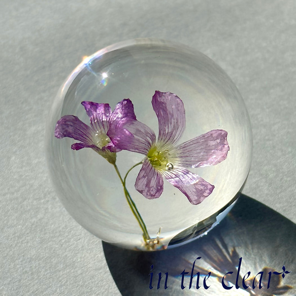 植物標本　ムラサキカタバミ　紫　レジン　４センチ球体 1枚目の画像
