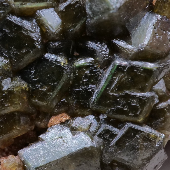 BOY　蝶の標本熱帯の宝石(珍珍) 蝶の標本 熱帯の宝石(珍特)