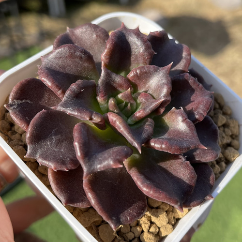 SOLD ブラックマディバ 厳選韓国苗 ネームタグ付き 多肉植物