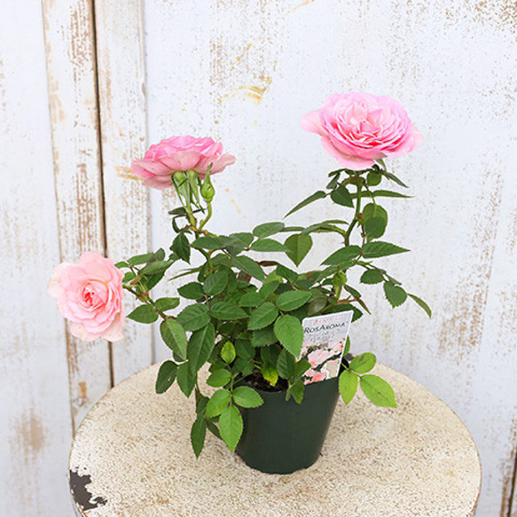 花苗 ミニバラ クリームピンクロスアロマ 3号ポット 芳香性 四季咲き アンティーク 庭 鉢植え 6枚目の画像