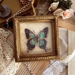 アゲハ蝶の小さな絵 -ヘリボシアオネアゲハ-　/原画　アンティーク　インテリアアート　標本 1枚目の画像