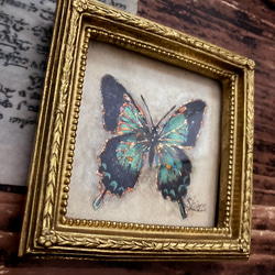 アゲハ蝶の小さな絵 -ヘリボシアオネアゲハ-　/原画　アンティーク　インテリアアート　標本 7枚目の画像