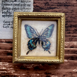 アゲハ蝶の小さな絵 - ミヤマカラスアゲハ-　/原画　アンティーク　インテリアアート　標本 3枚目の画像