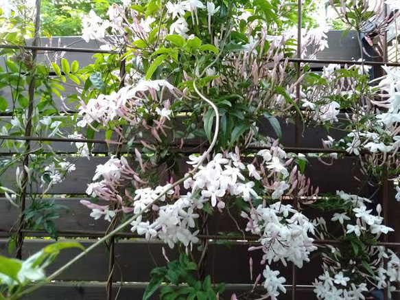 ☘️ジャスミン☘️ ❤抜き苗です❤選べるおまけつき