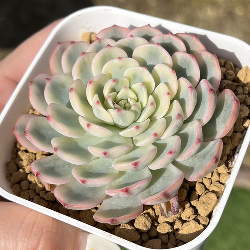 SOLD ホワイトミニマ錦 厳選韓国苗 ネームタグ付き 多肉植物 〜Green 