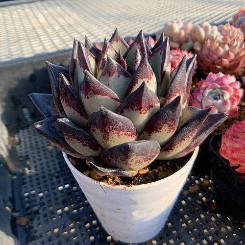 農園直売 多肉植物 寄せ植え エケベリア属 Echeveria 黒魔王（単）特大