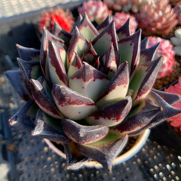 農園直売 多肉植物 寄せ植え エケベリア属 Echeveria 黒魔王（単）特大