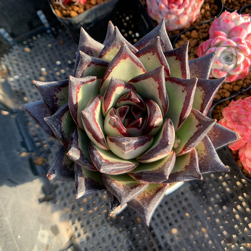 農園直売 多肉植物 寄せ植え エケベリア属 Echeveria 黒魔王（単）特大