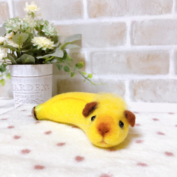 *香蕉豚鼠*俄羅斯熏豚鼠（羊毛氈） 第12張的照片