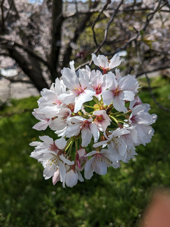 Cherry blossoms／aroma candle 2枚目の画像