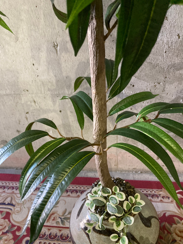 光触媒　人工観葉植物　ウォールグリーン　フェイクグリーン　ショウナンゴム@gja 