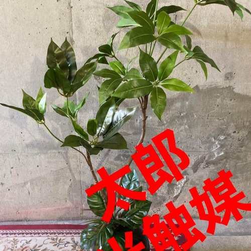光触媒 人工観葉植物 ウォールグリーン フェイクグリーン ツピタンサス