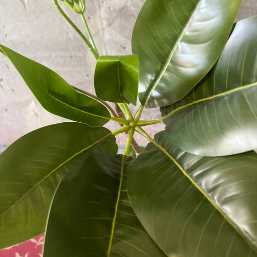 光触媒 人工観葉植物 ウォールグリーン フェイクグリーン ツピタンサス