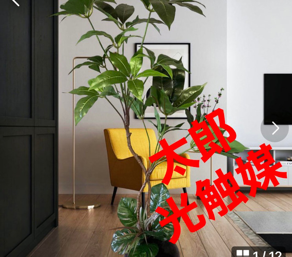 光触媒 人工観葉植物 ウォールグリーン フェイクグリーン ツピタンサス 