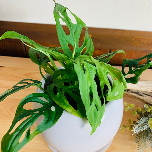 マドカズラ モンステラ 4号 たまご鉢 陶器鉢 受け皿付き 観葉