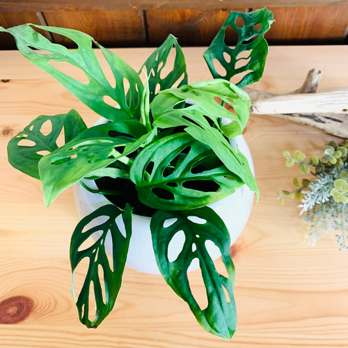 マドカズラ モンステラ 4号 たまご鉢 陶器鉢 受け皿付き 観葉植物