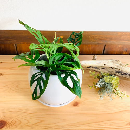 極斑 マドカズラ 斑入り 4号鉢 極斑 マドカズラ 斑入り 4号鉢