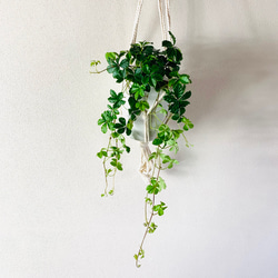 【新作】壁掛け　おしゃれ　シュガーバイン　フライトハンガー　観葉植物　プラントハンガー　室内 1枚目の画像