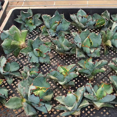 アガベ・チタノタ白鯨（ボールタイプ）中-064｜agave titanota