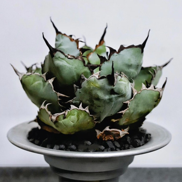 ブラックアンドブルー super blue ボールタイプ 鉢植え発送
