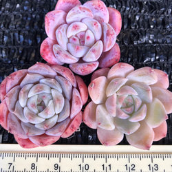 33758caf159f3d715fb73dcd2b7303