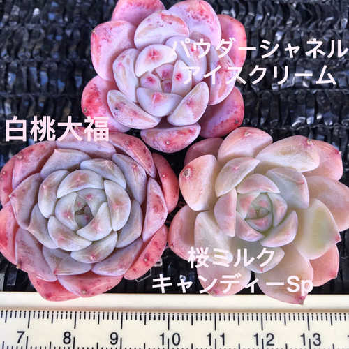 パステル系のピンク 超可愛い 多肉植物 エケベリア 3点セット
