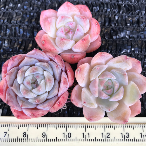 めっちゃピンク❤️☆パステル☆抜き苗☆子吹き中♪♪☆多肉植物