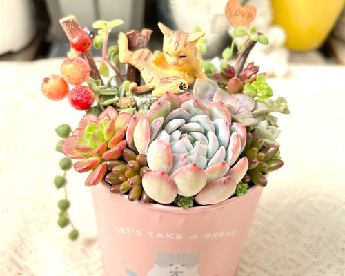 送料無料】可愛い♡毛づくろい猫さん♪多肉植物寄せ植え