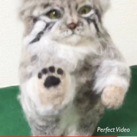 オーダーメイド☆羊毛フェルトの招き猫のマヌルネコ 6枚目の画像