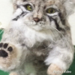 オーダーメイド☆羊毛フェルトの招き猫のマヌルネコ 5枚目の画像
