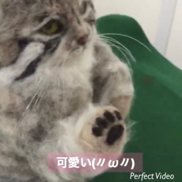 オーダーメイド☆羊毛フェルトの招き猫のマヌルネコ 9枚目の画像