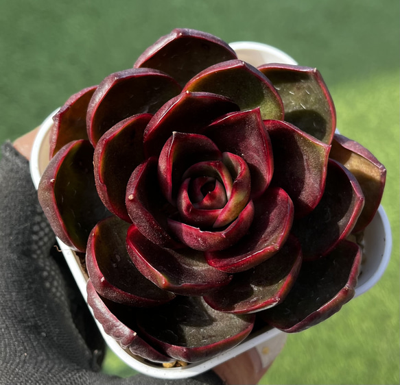 SOLD ホンドン 紅灯 厳選韓国苗 ネームタグ付き 多肉植物 〜Green