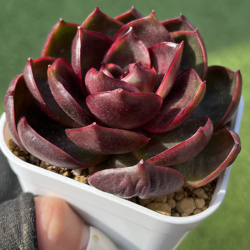 SOLD ホンドン 紅灯 厳選韓国苗 ネームタグ付き 多肉植物 〜Green