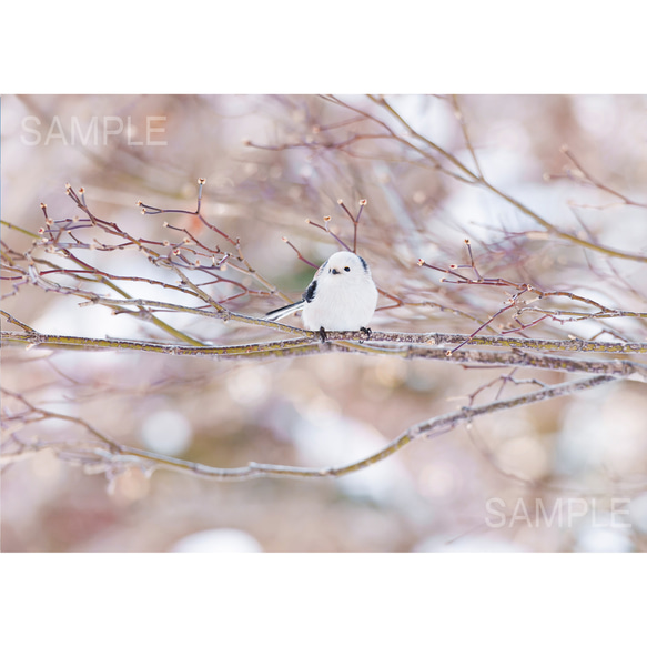 【A4、A3可能】光の中のシマエナガ・アートポスター北海道野鳥写真 1枚目の画像