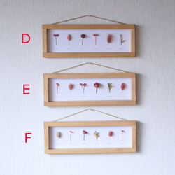 【ピンク】　選べる植物標本　ﾎﾞﾀﾆｶﾙﾊﾟﾈﾙ　EA-159 4枚目の画像