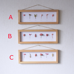 【ピンク】　選べる植物標本　ﾎﾞﾀﾆｶﾙﾊﾟﾈﾙ　EA-159 3枚目の画像